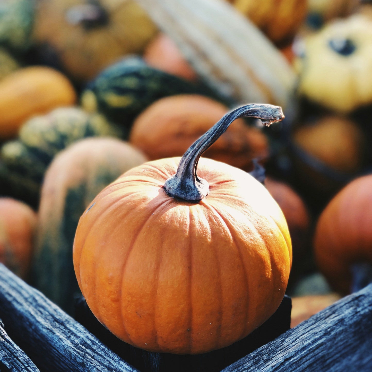 Autumn Spice | Spiced Vanilla