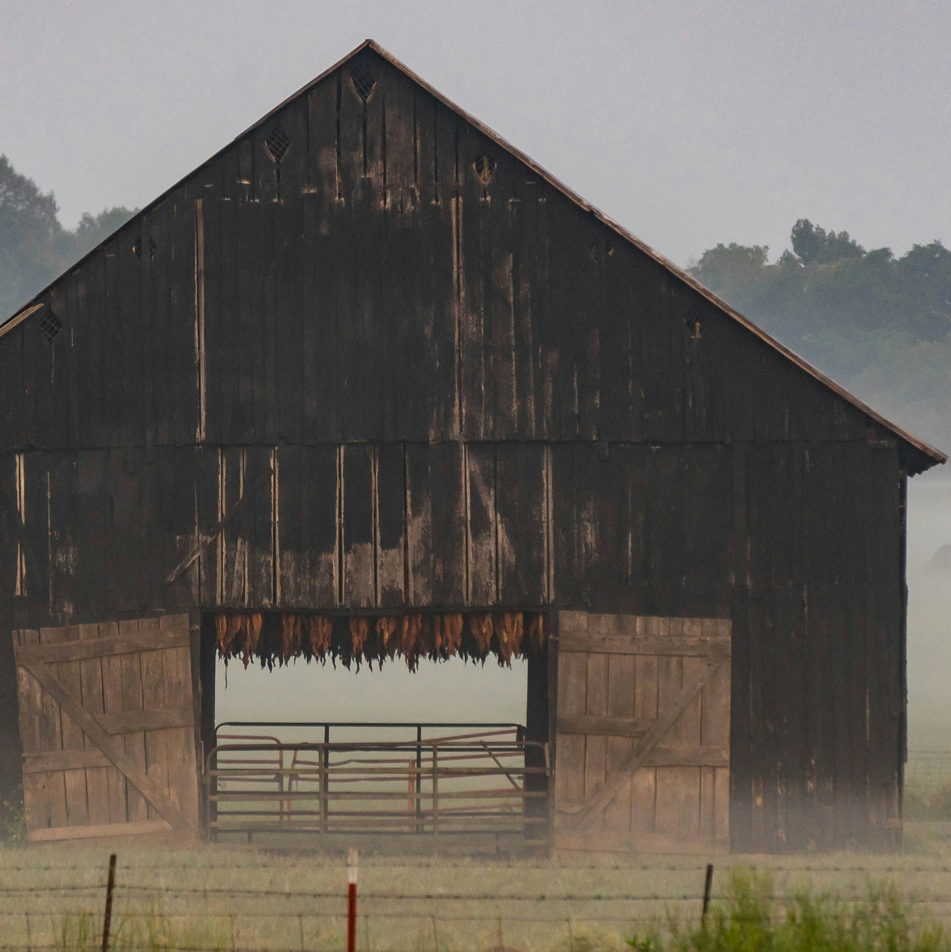 Tobacco drying in a black wooden shed in the middle of a field