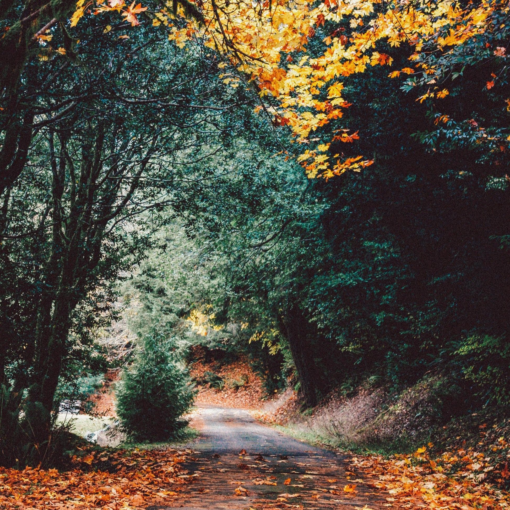 Woodland scene with Autumn leaves and a road heading through a forest