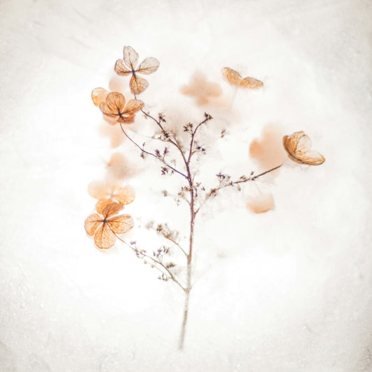 A delicate dried flower against a creamy white blurred background