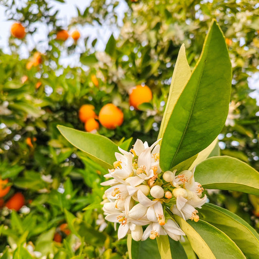 An orange tree abundant with orange blossom and vibrant oranges against a background of light blue sky