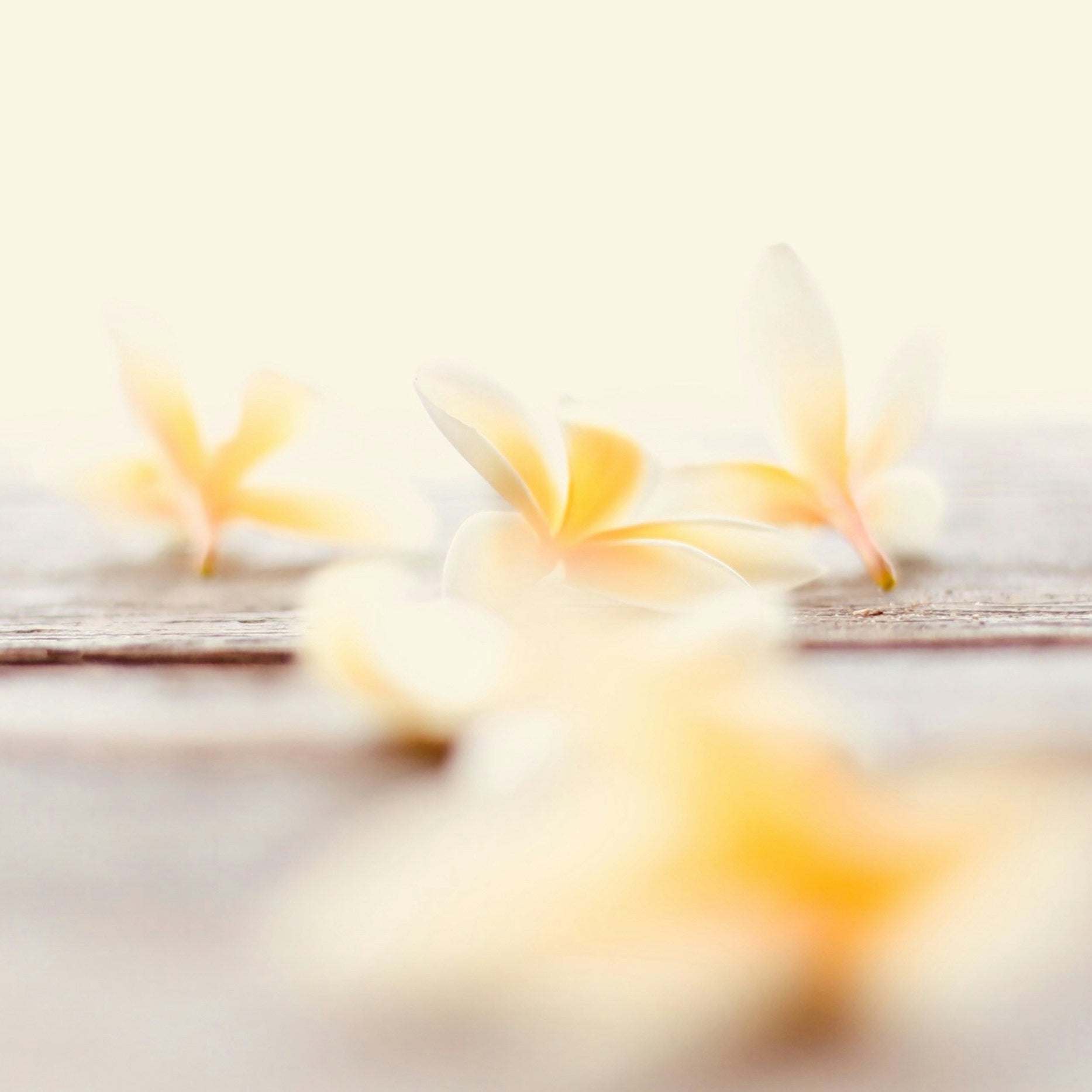 Blurred vanilla flowers on a timber background
