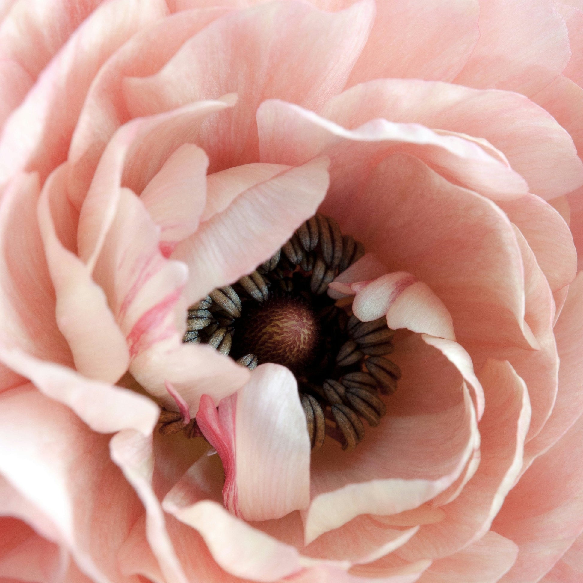Close up of a pink lotus flower