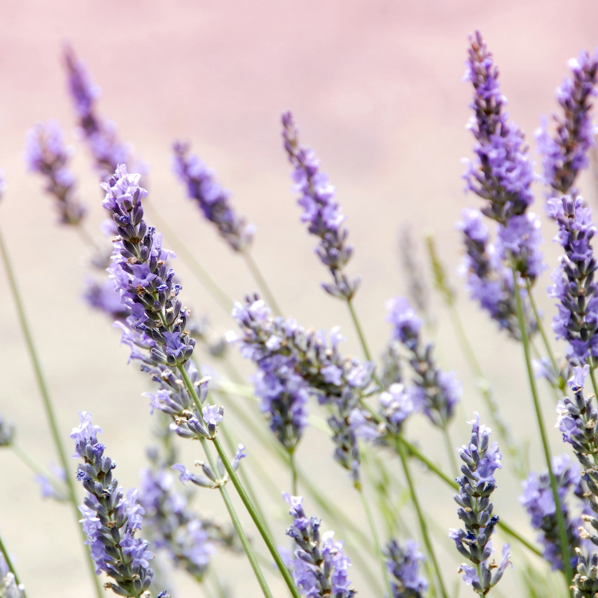 Lavender flowers against a blurred pink sky and green fields