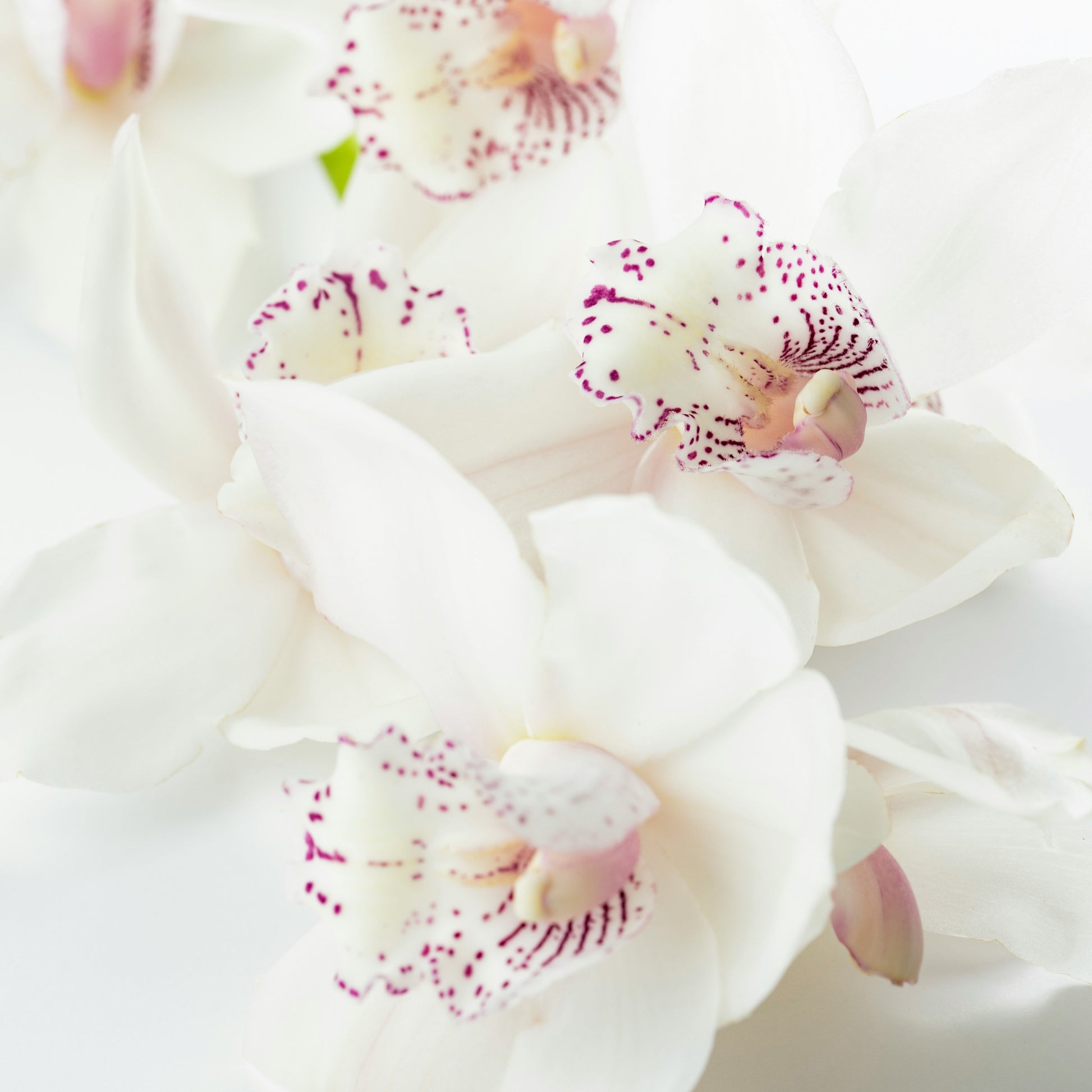 Image of a white orchids with plum coloured speckles