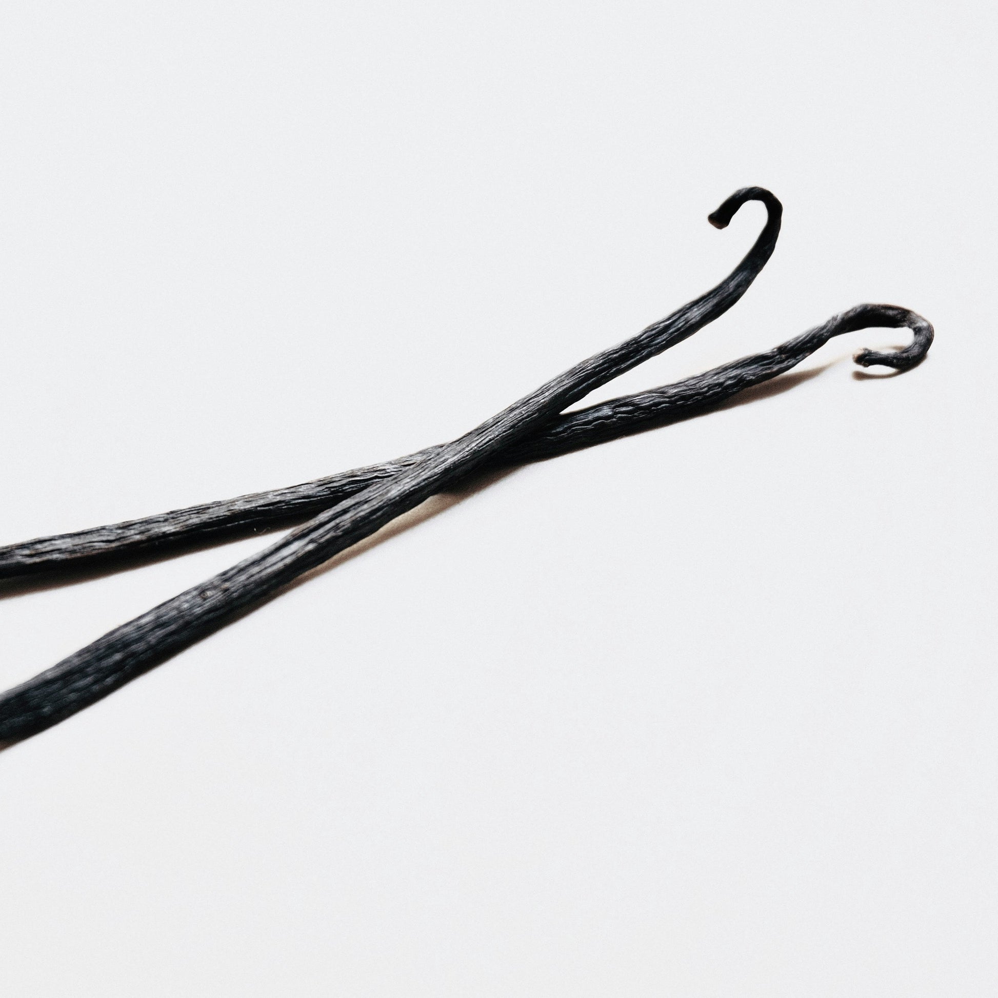 A pair of vanilla pods with curly tips on a white background