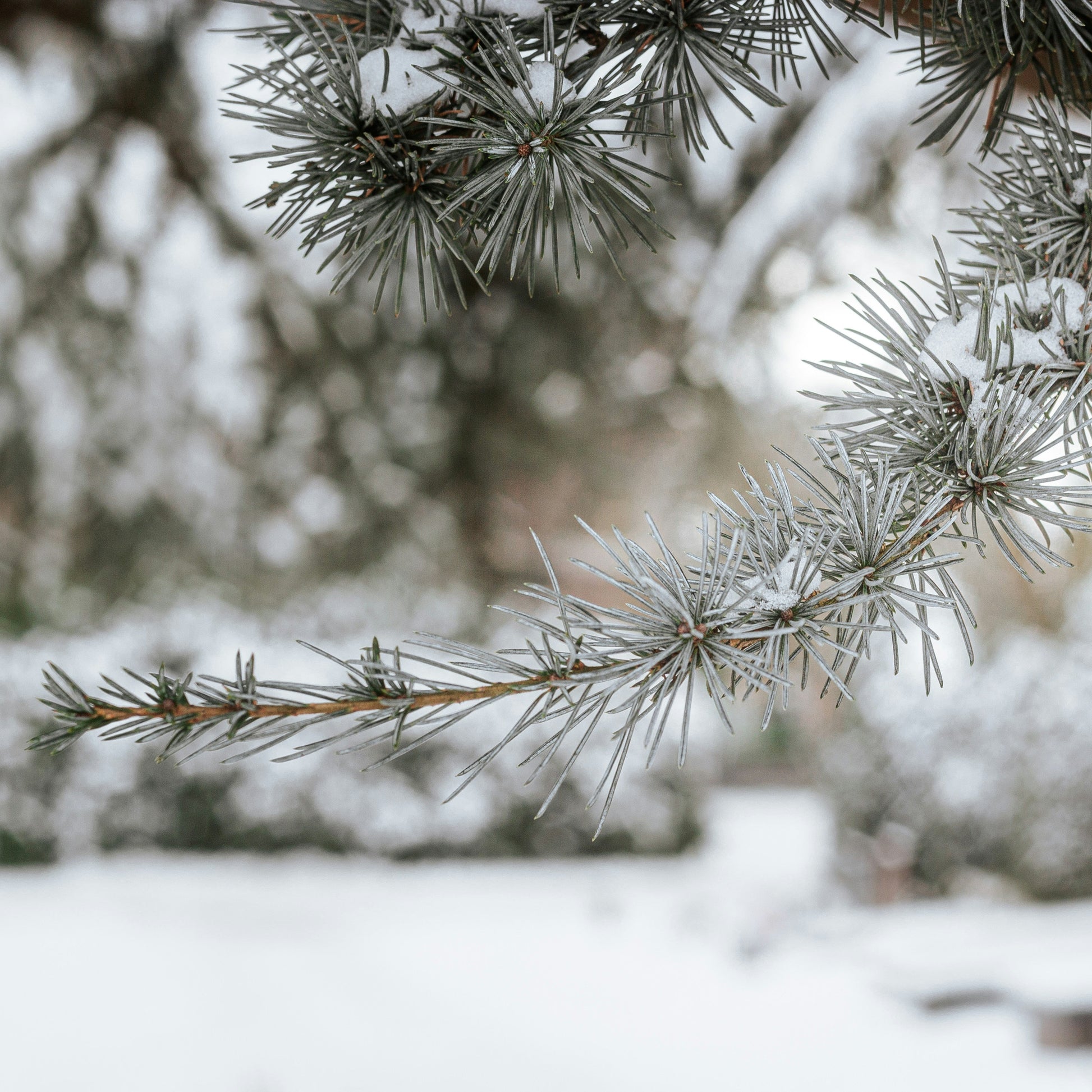 Snow lightly covering a pine branch against a blurred background of bush and white snow covered ground