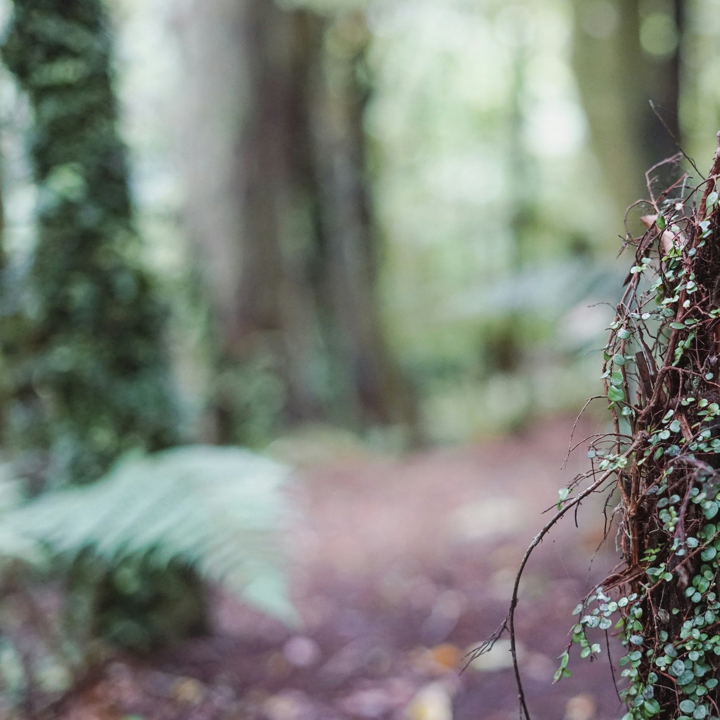 Woodland | Botanical Wax Melts