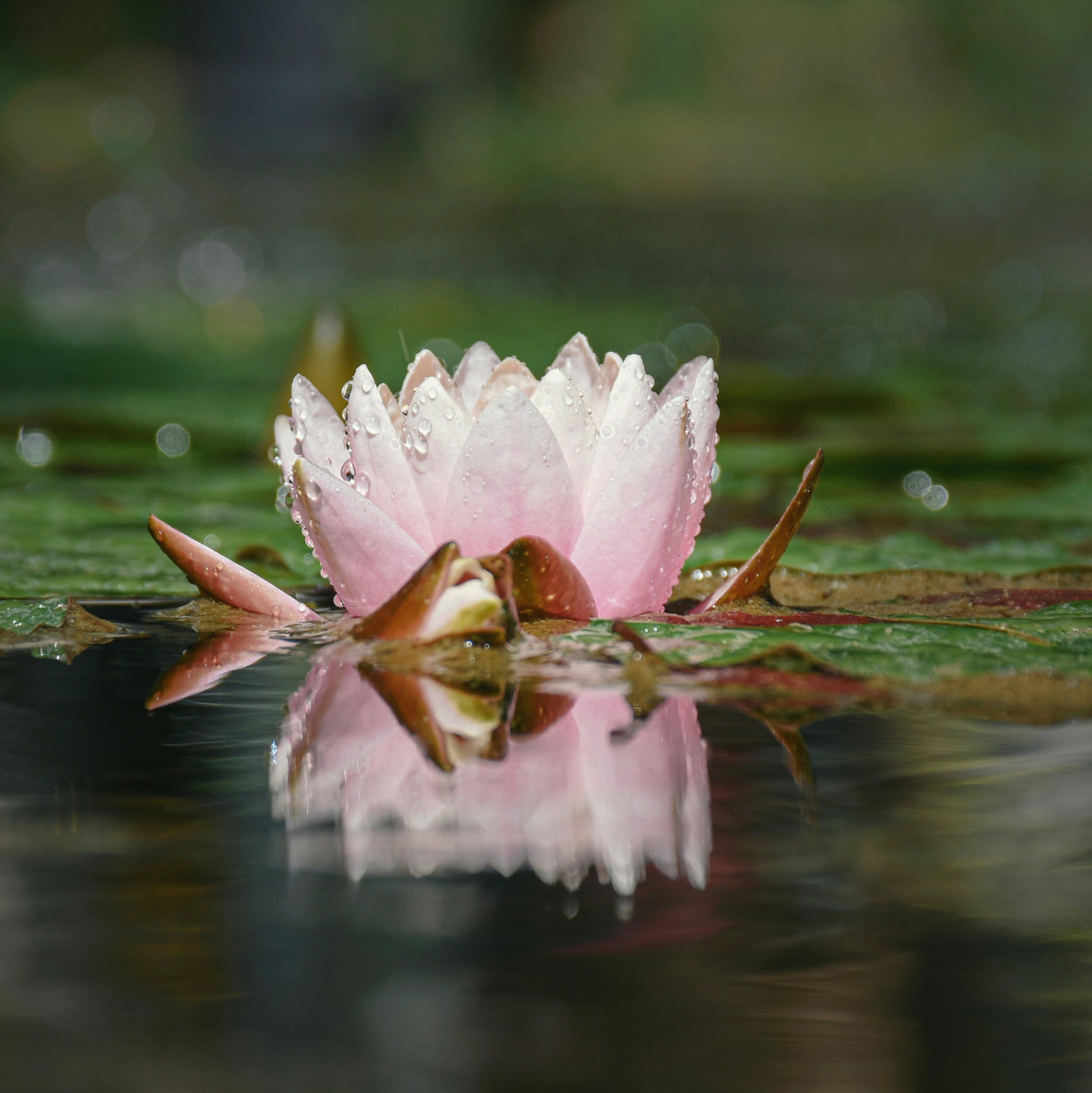 A pink lotus flower floating on a pond with lilypads floating in the background