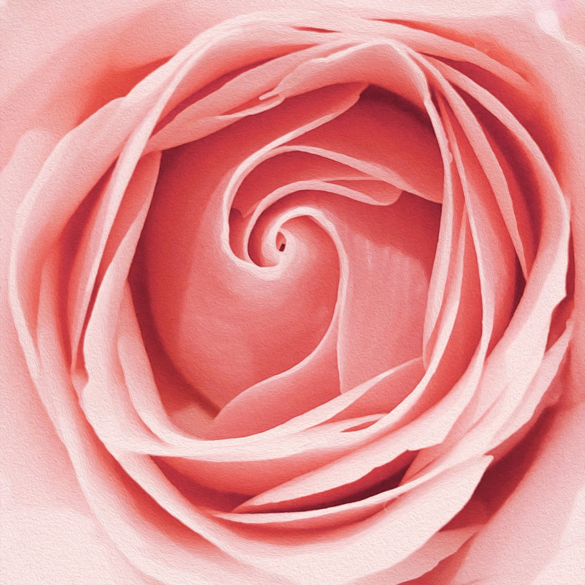 An extreme close up of the center of a pink rose