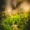 micro close up image of the tallest moss in the world