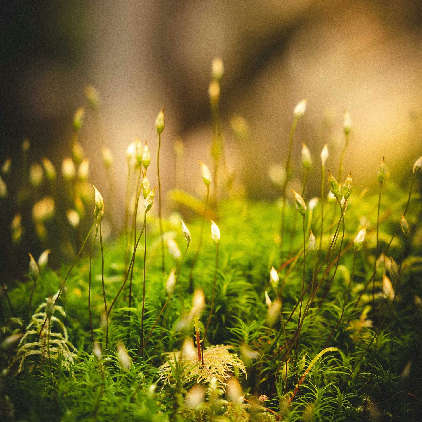 Oakmoss + Woods Candle | Oakmoss + Amber Woods