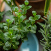 Plant pot with green mint