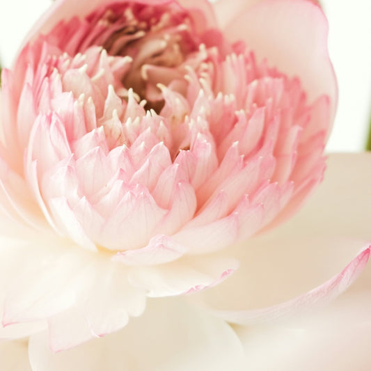 Phoenix Bloom Moodstory Candle | Camellia + Lotus Blossom