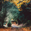 Woodland scene with Autumn leaves and a road heading through a forest
