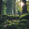 Woodland scene with trees and a blanket of moss covering the forest floor with sunbeam shining through