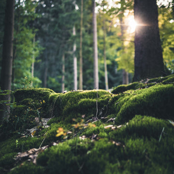 Woodland scene with trees and a blanket of moss covering the forest floor with sunbeam shining through