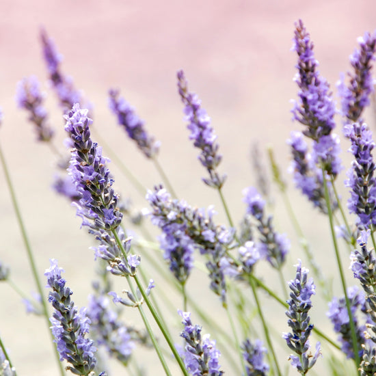 Lavender flowers against a blurred pink sky and green fields