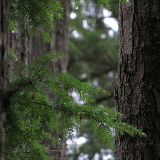 Close up shot of pine tree trees with green foliage