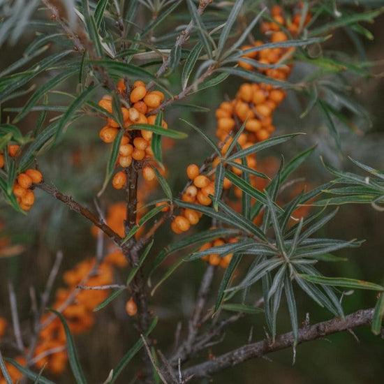 Sebuckthorn berries on a bush