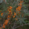 Sebuckthorn berries on a bush