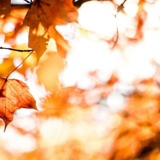 Bright sunlight shining through Autumn leaves