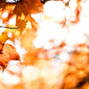 Bright sunlight shining through Autumn leaves