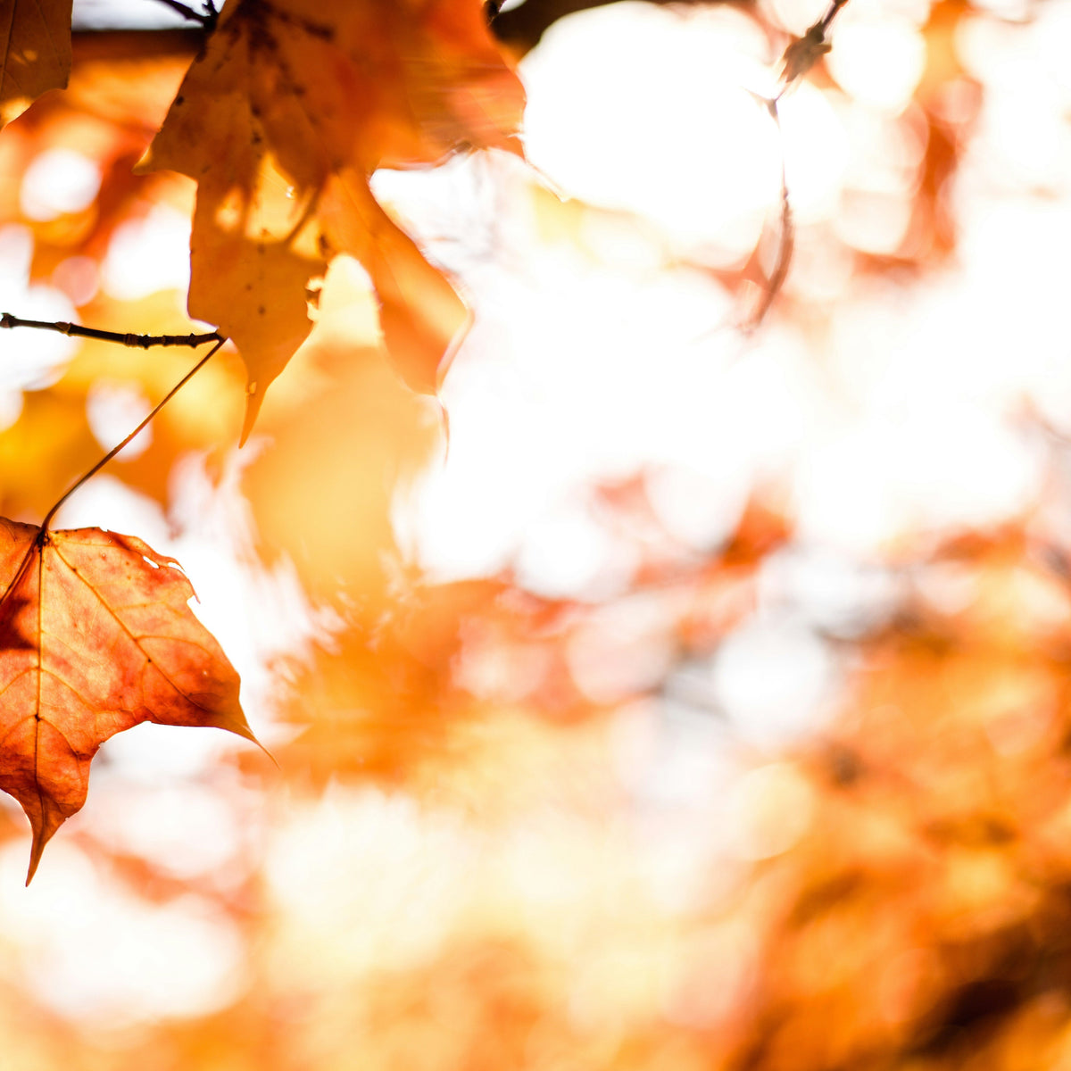 Bright sunlight shining through Autumn leaves