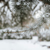 Snow lightly covering a pine branch against a blurred background of bush and white snow covered ground