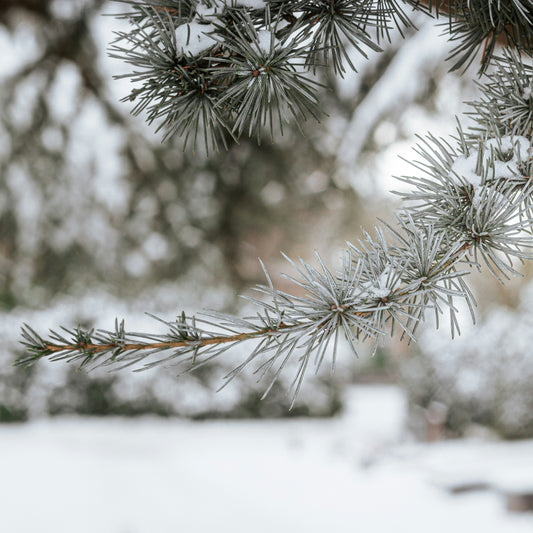 Snow lightly covering a pine branch against a blurred background of bush and white snow covered ground