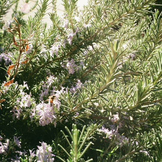 a fragrant Rosemary bush with a honey beeresting on a flower