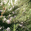 a fragrant Rosemary bush with a honey beeresting on a flower