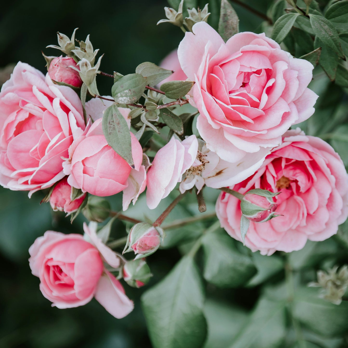 Petals | Botanical Wax Melts