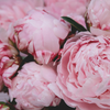 A close up image of beautiful pink peony roses