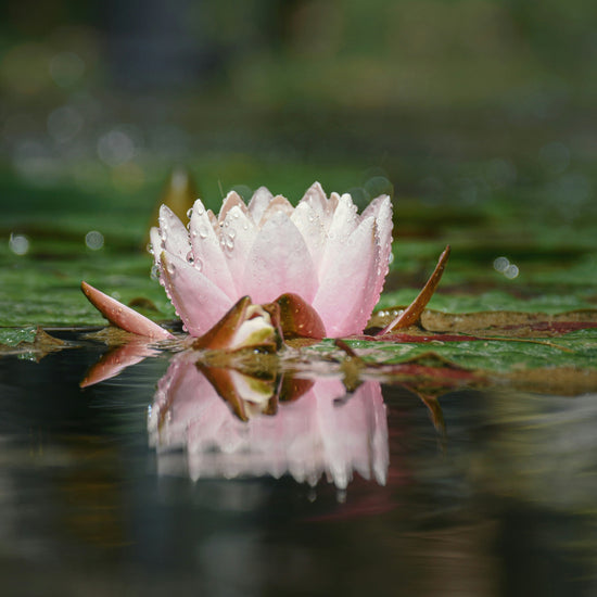 A pink lotus flower floating on a pond with lilypads floating in the background