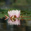 A pink lotus flower floating on a pond with lilypads floating in the background