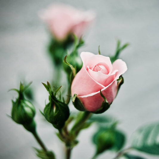 Scottish Rose Balm
