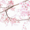 Sakura Bloom | Spring Cherry Blossoms - Seven + Ember