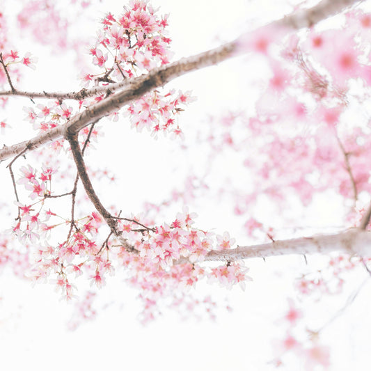Sakura Bloom | Spring Cherry Blossoms - Seven + Ember